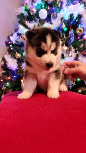 Szibériai husky - Zafír Of Polar Moonlights