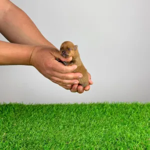 Spitz tedesco piccolo - Biscuit