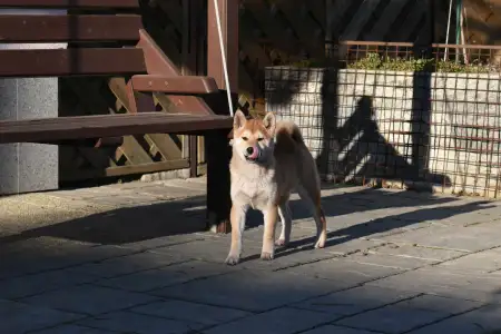 Shiba - Bravados Bara