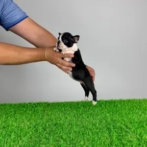 Boston Terrier - Yummy
