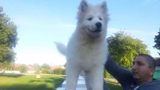 Samoyed - Eremis