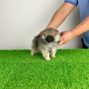 Poméranien - Prissy