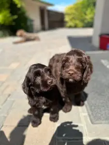 Labradoodle - Dertons Amy