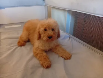 Pudeli de jucarie si pitici - Suzy