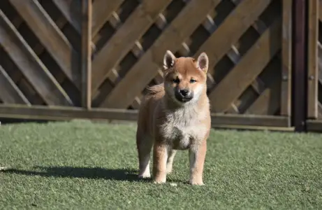 Shiba - Bravados Chiyuki