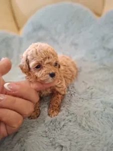 Maltipoo - Maltipoo Toy F