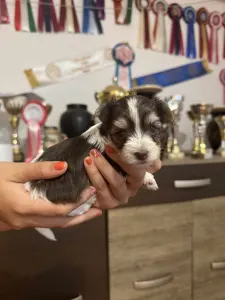 Yorkshire Terrier - Full Of Heart Jamila