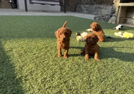 Poodle Miniature - Bravados D