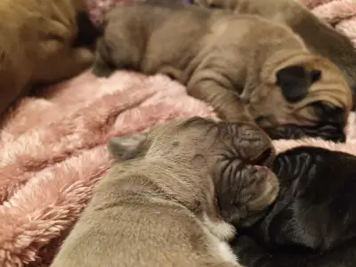 Cane Corso Italiano - Amore Redentore Antrax