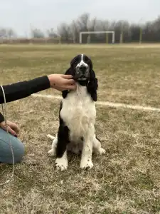 Angol springer spániel - Forcewind Desire To Win ‘ Winnie ‘ 