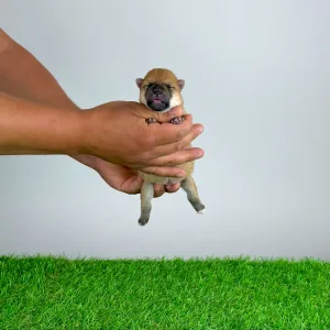 Shiba - Subaru