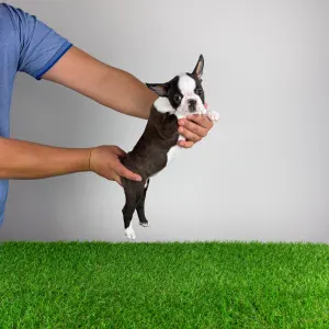 Boston Terrier - Domina