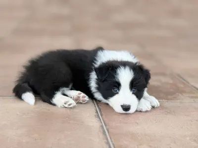 Border Collie - Fields Of Treasure Bluebird Song