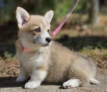 Pembroke Welsh Corgi - Nina