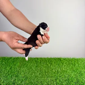 Boston terier - Gambolo