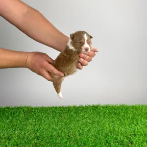 Australian Shepherd - Beira