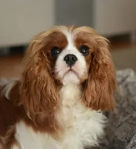 Cavalier King Charles Spaniel - Aria