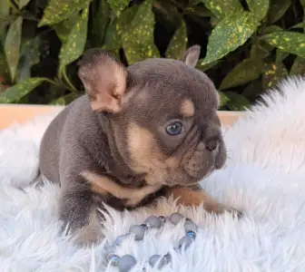 Francia bulldog - Donnie