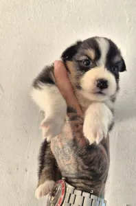 Australian Shepherd - Lujza