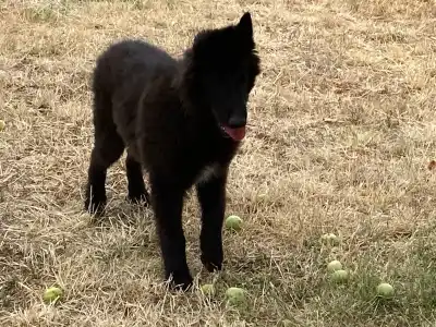 Belgian Shepherd Dog - Gerőcsvári Freddie