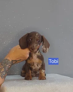 Dackel - Tobi