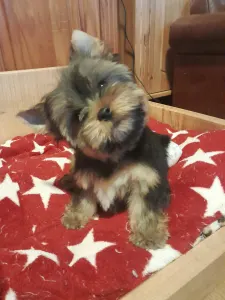 Yorkshire Terrier - Wind Power