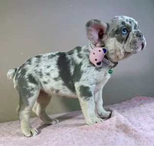 Francia bulldog - Mary