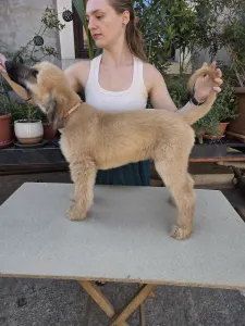 Afghanischer Windhund - Abelzar Ahmad