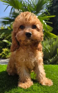 Cavapoo - Mike