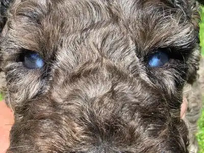 Cavapoo - Zoom