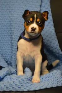 Basenji - Lucky Alien