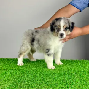 Australian Shepherd - Vonny