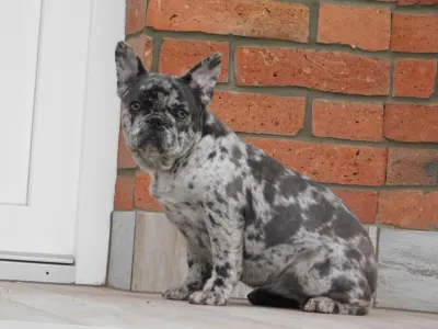 French Bulldog - Eliza 