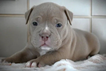 American Bully - Pocket - Zaria