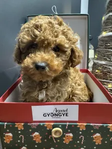 Zwergpudel - Narancs