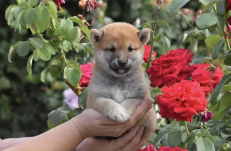 Shiba - Bravados Inori