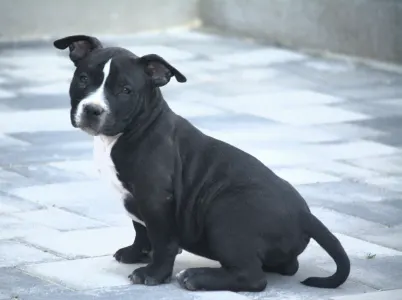 American Bully - Pocket - Bagira