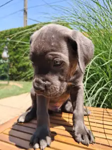 Cane Corso Italiano - Brutus