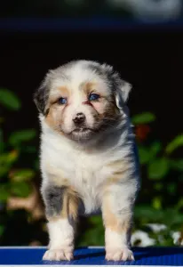 Australian Shepherd - Winstead No Fear Forever