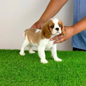 Cavalier King Charles Spaniel - Tissa