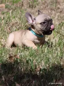 Bouledogue français - Elvis