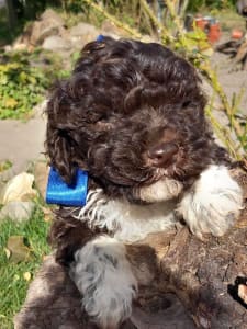 Lagotto Romanjolo - Ali