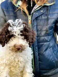 Lagotto Romagnolo - Gruffi Gummi