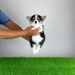 Welsh Corgi Pembroke - Benetton