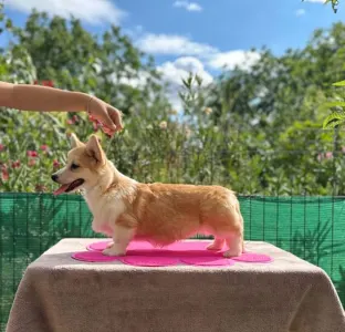 Pembroke Welsh Corgi - Amaya Queen Jewel Of Your Brilliand Diamond