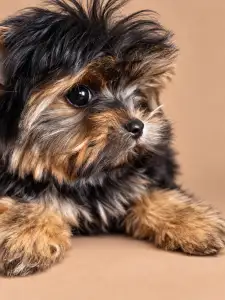 Yorkshire Terrier - Armany