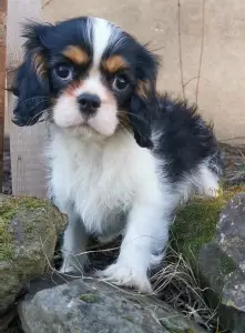 Cavalier King Charles Spaniel - Gerry