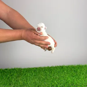 West Highland White Terrier - Hobo