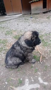 Caucasian Shepherd Dog - Ciklon