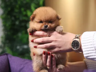 German Pomeranian Spitz - Leonardo๐